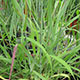 image de Panicum virgatum