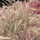 image de Pennisetum x advena