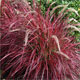 image de Pennisetum x advena