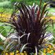 image de Pennisetum purpureum