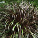 image de Pennisetum