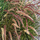 image de Pennisetum setaceum