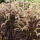 image de Pennisetum x advena