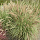 image de Pennisetum x advena