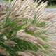 image de Pennisetum alopecuroides