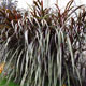 image de Pennisetum purpureum