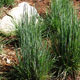 image de Schizachyrium scoparium