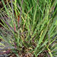 image de Schizachyrium scoparium