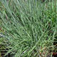 image de Schizachyrium scoparium