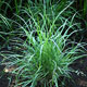 image de Schizachyrium