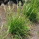 image de Sesleria autumnalis