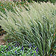 image de Calamagrostis brachytricha