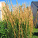 image de Calamagrostis x acutiflora