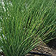 image de Juncus inflexus