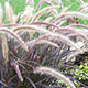 image de Pennisetum x advena