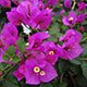 image de Bougainvillea sp.