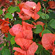 image de Bougainvillea sp.