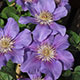 image de Clematis