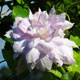 image de Clematis