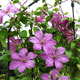 image de Clematis