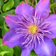 image de Clematis