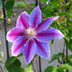 image de Clematis