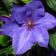 image de Clematis