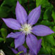 image de Clematis