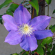 image de Clematis