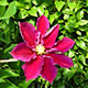 image de Clematis