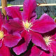 image de Clematis