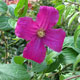 image de Clematis