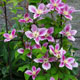 image de Clematis