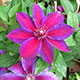 image de Clematis