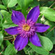 image de Clematis