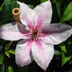 image de Clematis