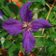 image de Clematis viticella