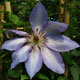 image de Clematis