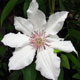 image de Clematis