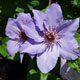 image de Clematis