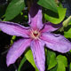 image de Clematis