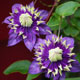 image de Clematis