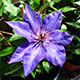 image de Clematis