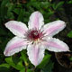 image de Clematis