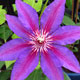 image de Clematis