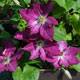 image de Clematis