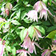 image de Clematis macropetala