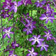 image de Clematis viticella