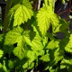 image de Humulus lupulus