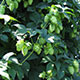 image de Humulus lupulus